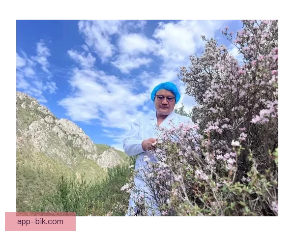 倾听林间的低语：精灵，那是隐藏在世界另一端的诗意